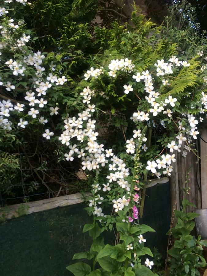 Brook House B&B & Cottages Kaikoura Eksteriør bilde